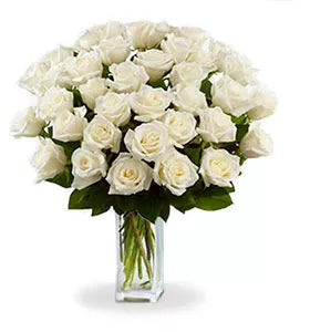 Three Dozen White Roses