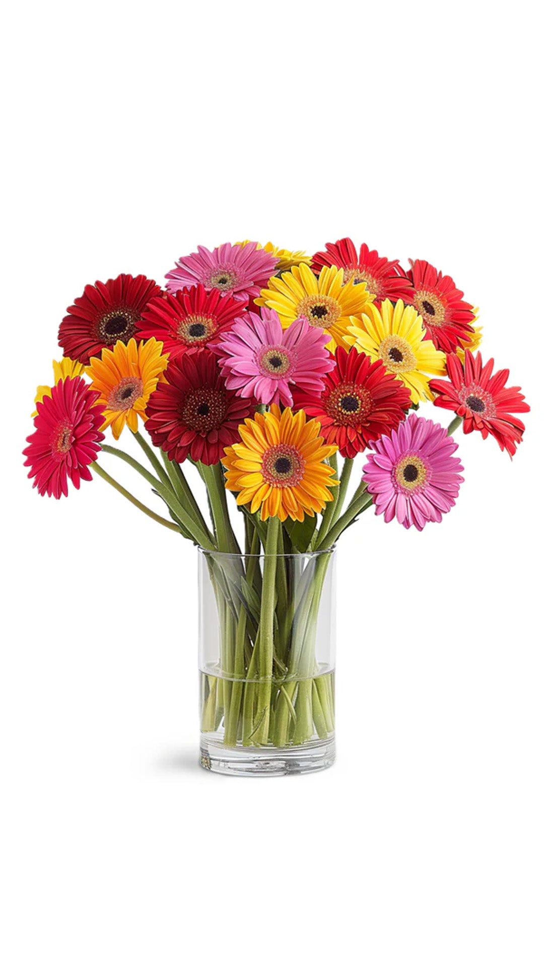 Classic Rainbow Gerbera Bouquet