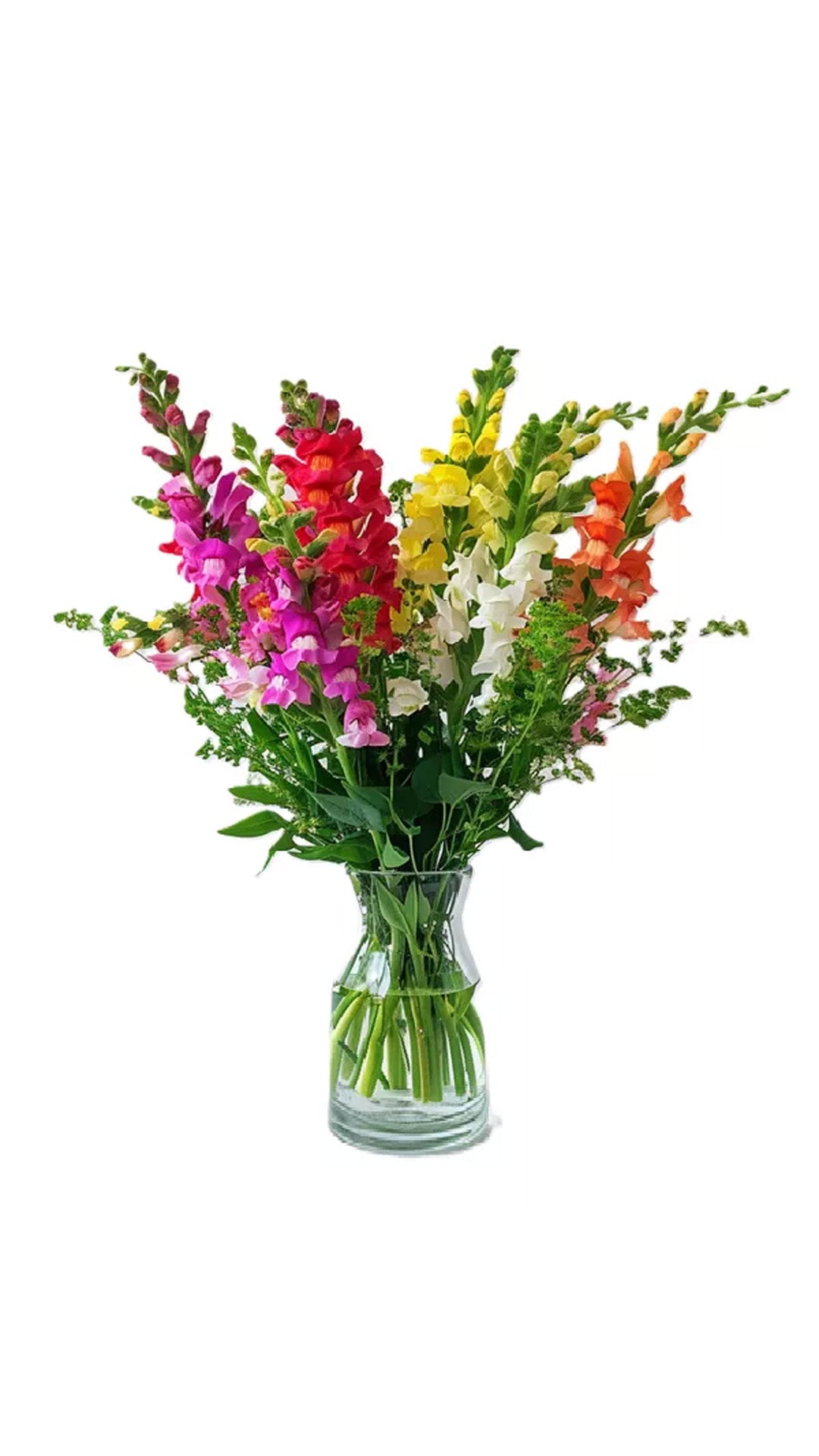 Super Snapdragons