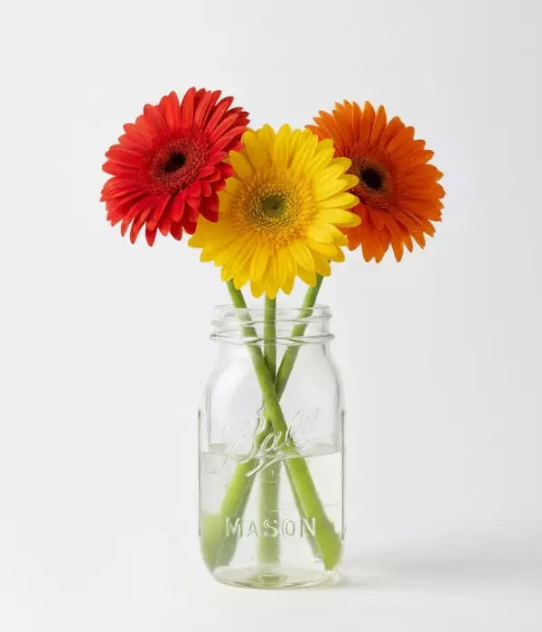 Gerbera Daisies in Mason Jar