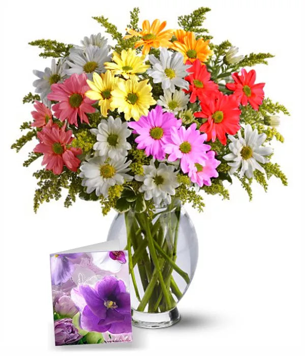 Rainbow Daisy Collection I